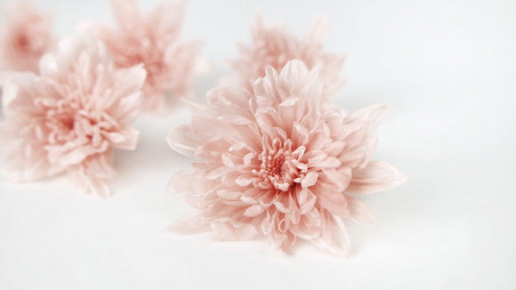 Chrysantheme  konserviert Earth Matters - 6 Köpfe - Silky pink 131