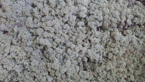 Lichen preserved - 2,5 kg - Grey