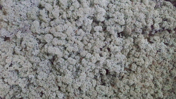 Lichen preserved - 5 kg - Grey