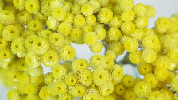 Immortelles italiennes séchées - 1 bouquet - Couleur naturelle Jaune