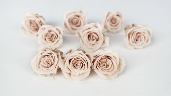 Roses preserved Izumi Earth Matters - 9 heads - Champagne pink 131