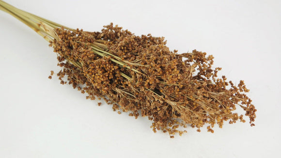 Dried seeds on stem - 15 stems - Natural colour