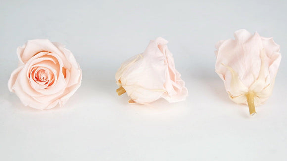 Preserved roses Kiara  5 cm - 8 rose heads - Porcelain pink