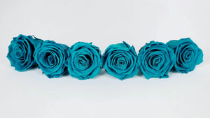 Preserved roses Kiara 6 cm - 6 rose heads - Aqua marine