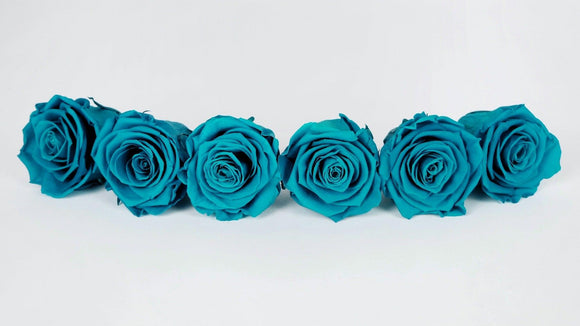 Stabilisierte Rosen Kiara 6 cm - 6 Stück - Aqua marine - Si-nature