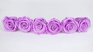 Stabilisierte Rosen Kiara 6 cm - 6 Stück - Baby lili - Si-nature