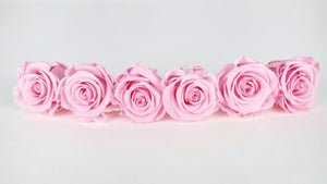 Stabilisierte Rosen Kiara 6 cm - 6 Stück - Bridal pink - Si-nature