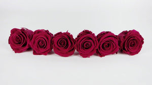 Preserved roses Kiara 6 cm - 6 rose heads - Hot pink