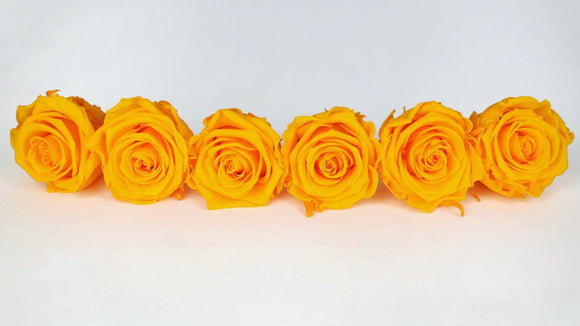 Preserved roses Kiara 6 cm - 6 rose heads - Sunny yellow