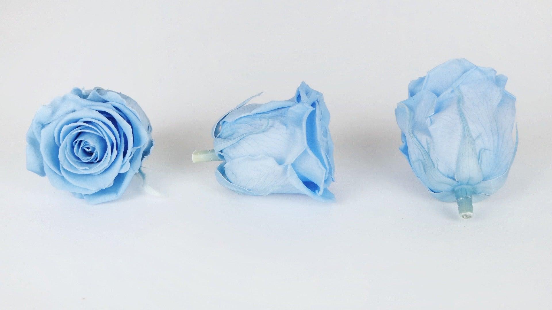 Preserved roses Kiara 6 cm - 6 rose heads - Baby blue – Si-nature