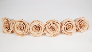 Stabilisierte Rosen Kiara 6 cm - 6 Stück - Nude - Si-nature