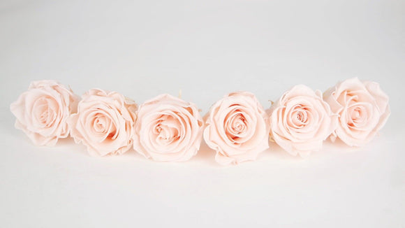Roses stabilisées Kiara 6 cm - 6 têtes - Porcelain pink