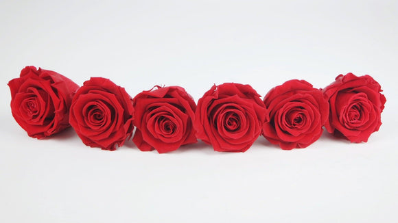 Roses stabilisées Kiara 6 cm - 6 têtes - Vibrant red