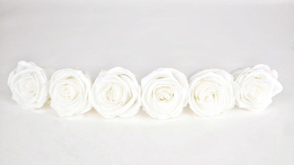 Roses stabilisées Kiara 6 cm - 6 têtes - Pure white