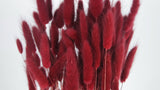 Bunny Tail Grass - 1 bunch - Berry