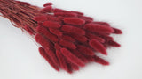 Bunny Tail Grass - 1 bunch - Berry
