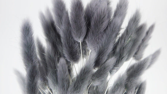 Bunny Tail grass - 1 bunch - Grey