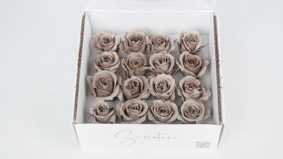 Roses stabilisées 1 cm - 16 têtes - Latte
