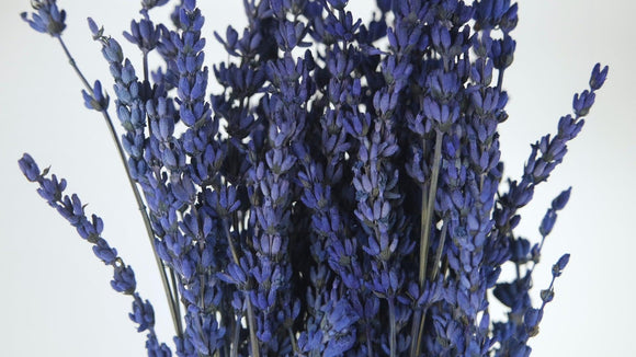 Stabilisierter Lavendel - 1 Bund - Blau