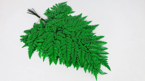 Leather fern preserved - 10 stems - Grass green