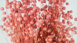Dried flax - 1 bunch - Coral pink