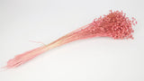 Dried flax - 1 bunch - Coral pink