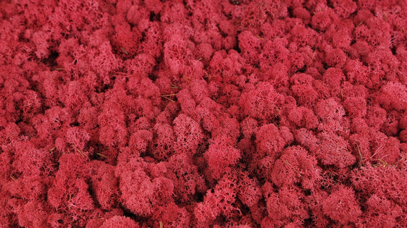 Lichen stabilisé - 2,5 kg - Crimson