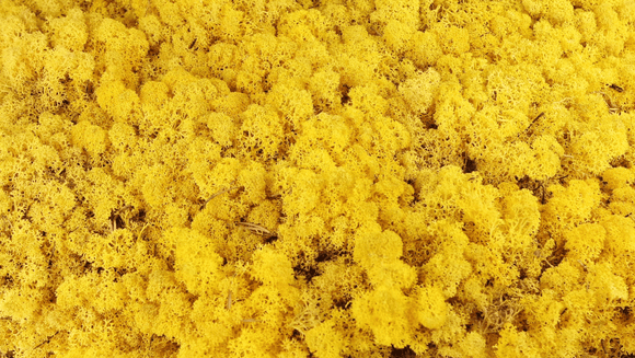 Lichen preserved - 500 g - Yellow