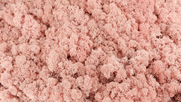Lichen preserved - 500 g - Light pink