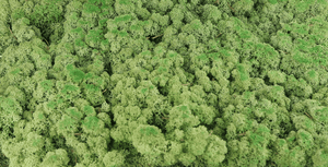 Lichen preserved - 500 g - Medium green