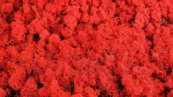 Lichen preserved - 500 g - Red