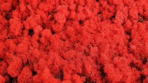 Lichen preserved - 2,5 kg - Red