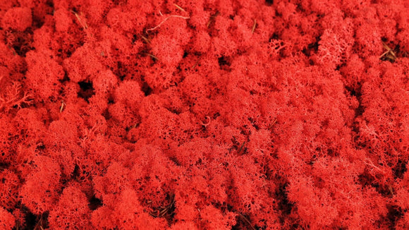 Lichen stabilisé - 5 kg - Rouge