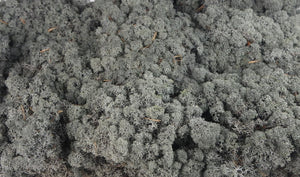 Lichen preserved - 500 g - Black