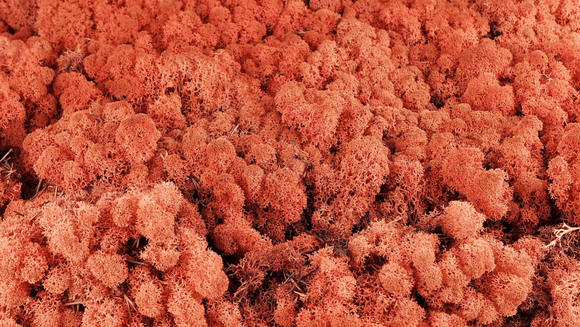 Lichen preserved - 500 g - Siana