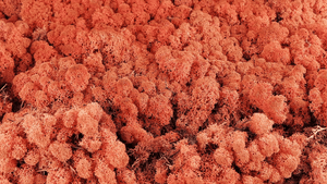 Lichen preserved - 2,5 kg - Siana