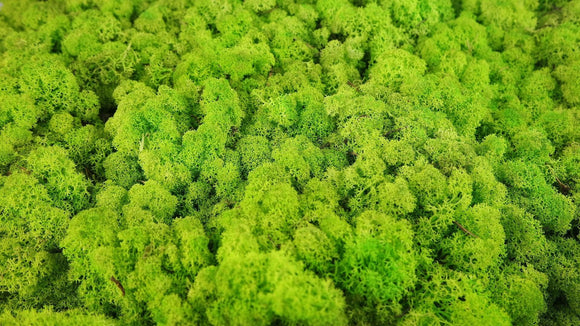 Lichen stabilisé - 500 g - Vert printemps