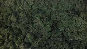 Lichen preserved - 2,5 kg - Pine green
