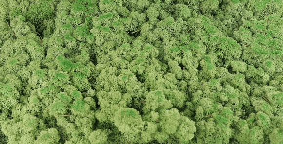 Lichen preserved - 2.5 kg - Medium green