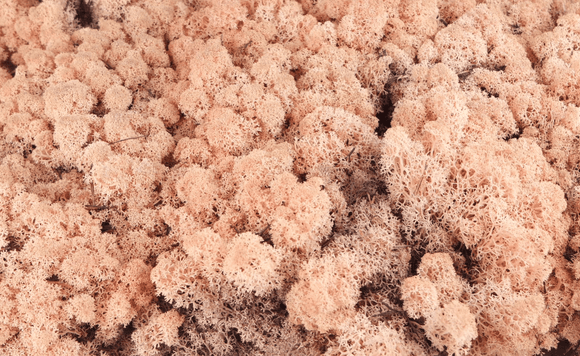 Lichen preserved - 2,5 kg - Peach