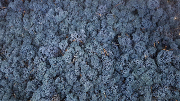Lichen preserved - 5 kg - Royal blue
