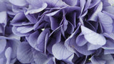 Preserved hydrangea - 1 head - Purple