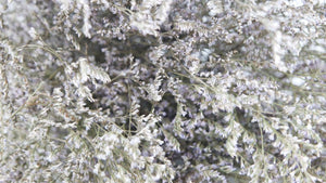 Dried limonium - 1 bunch XL - Natural colour light purple