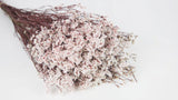 Limonium preserved - 1 bunch - White and Red