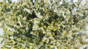Limonium preserved - 1 bunch - Natural colour cream and yellow