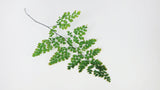 Adianthum Lutti fern preserved - 6 stems - Green