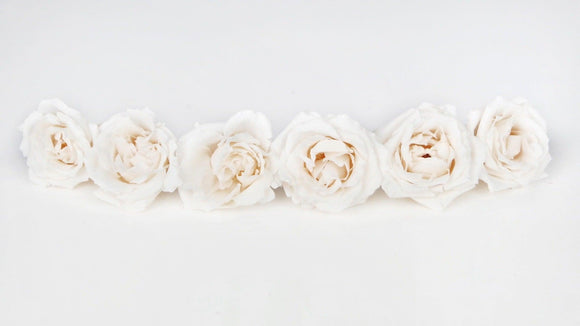 Roses preserved Majolica Earth Matters - 6 heads - White Champagne 021