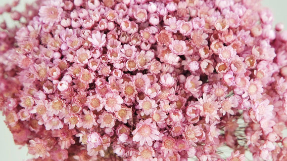 Dried marcela - 1 bunch - Pink