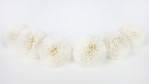 Chrysantheme Pong Pong konserviert Earth Matters - 6 Köpfe - White 010 - Si-nature