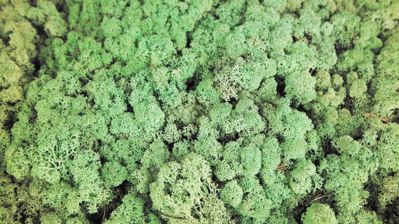 Lichen preserved - 500 g - Mint